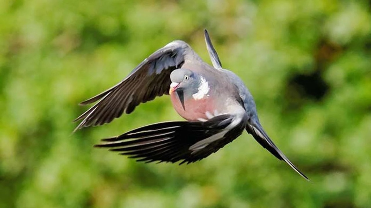 Çevrecilerden kritik uyarı: Fassa kuşu türünde toplu ölümler yaşanıyor