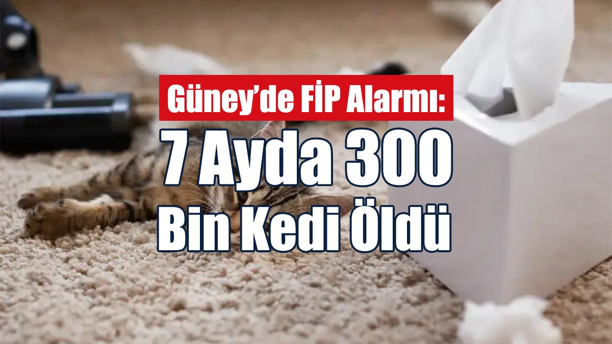 Güney’de 7 Ayda 300 Bin Kedi Öldü