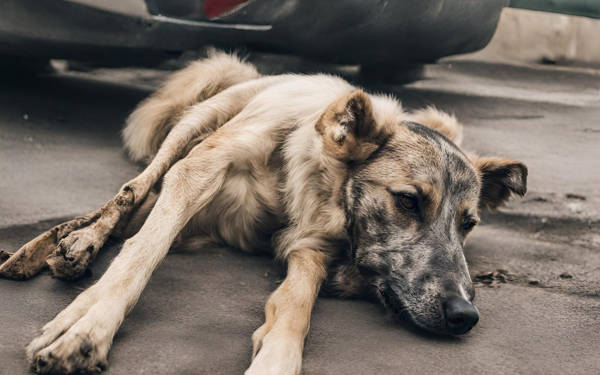 Sipahi'de vahşet...Köpeği tele asarak öldüren şahıs yakalandı!