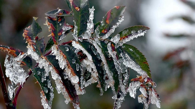 Yarın, pazar ve pazartesi sabah saatlerinde don olayı bekleniyor