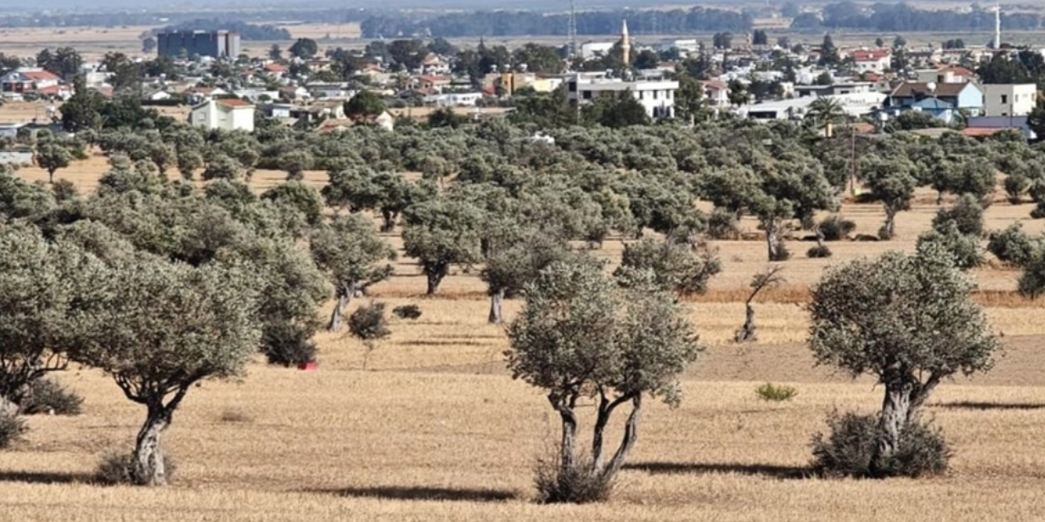 Girne’de zeytin toplama tarihleri açıklandı