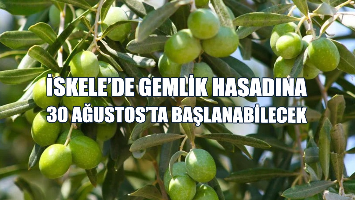 Yerli Zeytin Hasadının Başlama Tarihi 13 Eylül