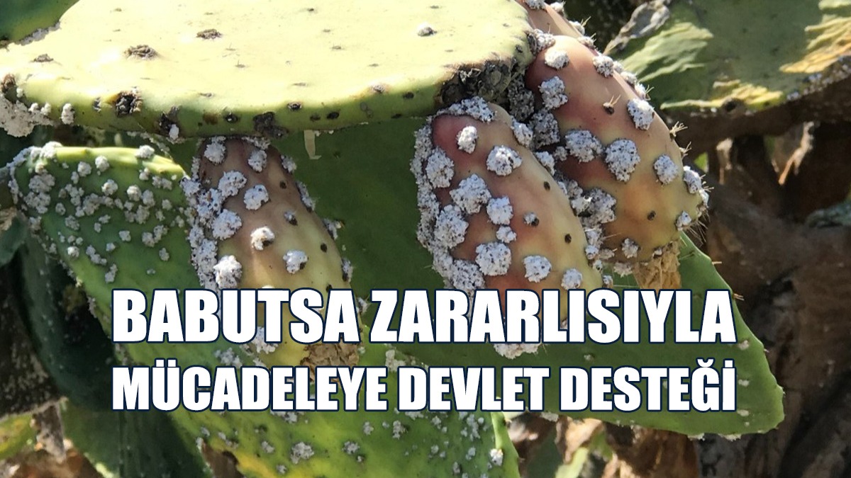 Ağustos Ayı Sonunda Bitki Koruma Ürünü Dağıtılacak