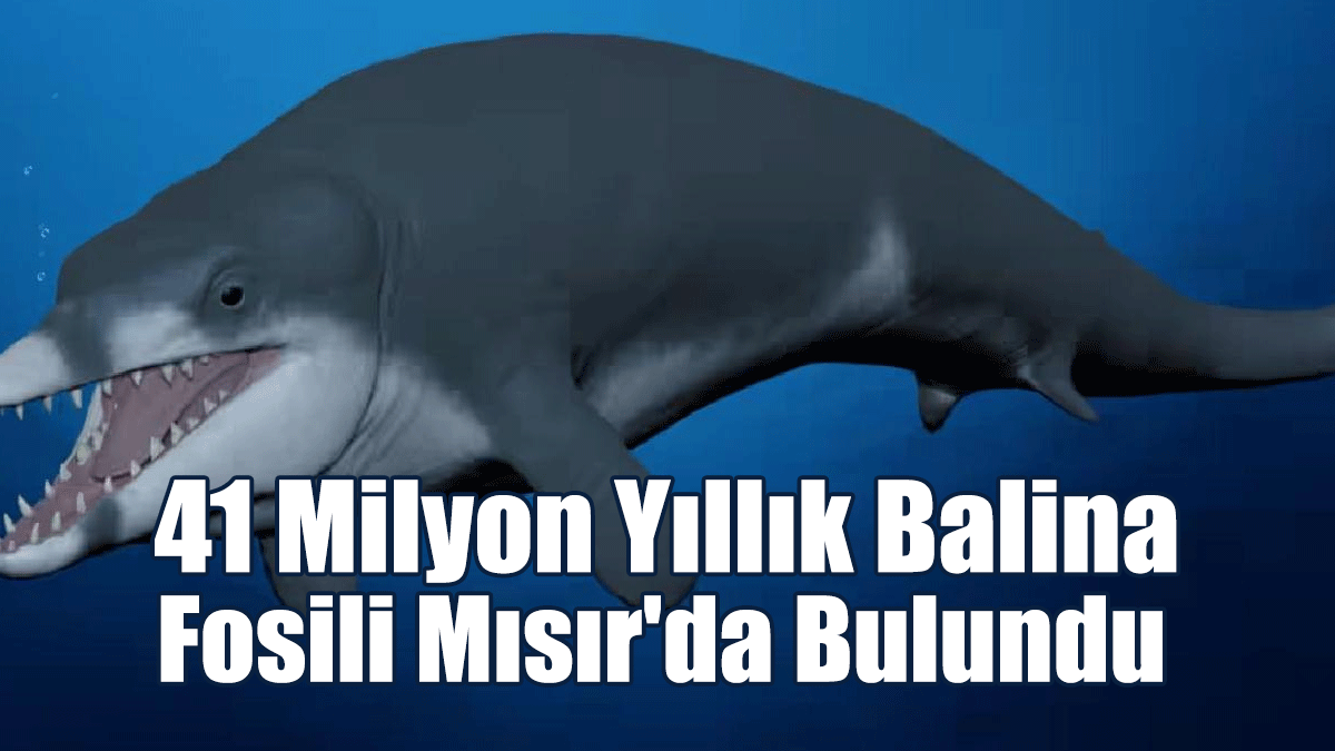 41 Milyon Yıllık Balina Fosili Mısır'da Bulundu