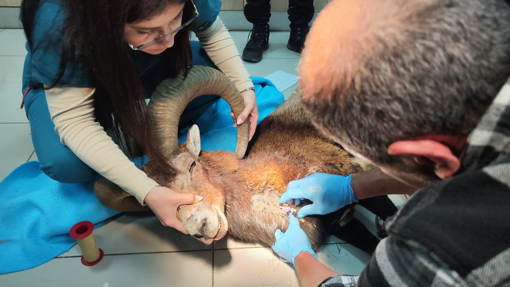 Yeşilırmak’ta bitkin halde bulunan muflon yoğun bakımda