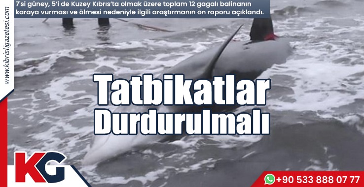 Gagalı Balinaların Ölmesine İlişkin Rapor Açıklandı!