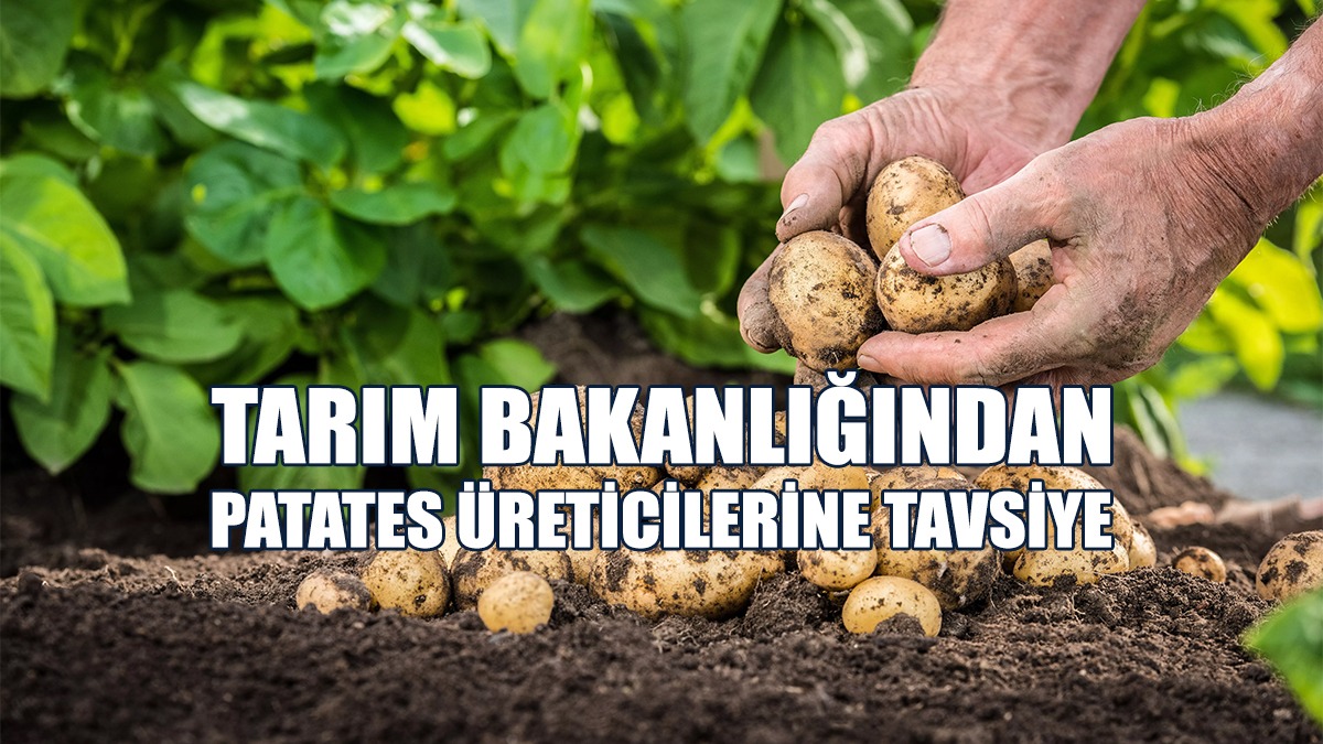 Patates Ekimi İçin Bakanlık’tan Tavsiyeler…