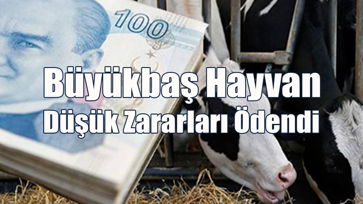 Büyükbaş Hayvan Düşük Zararları Ödendi