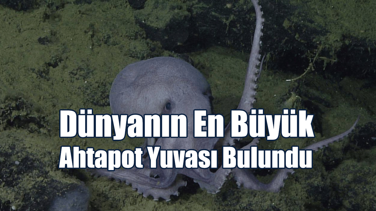 Dünyanın En Büyük Ahtapot Yuvası Bulundu