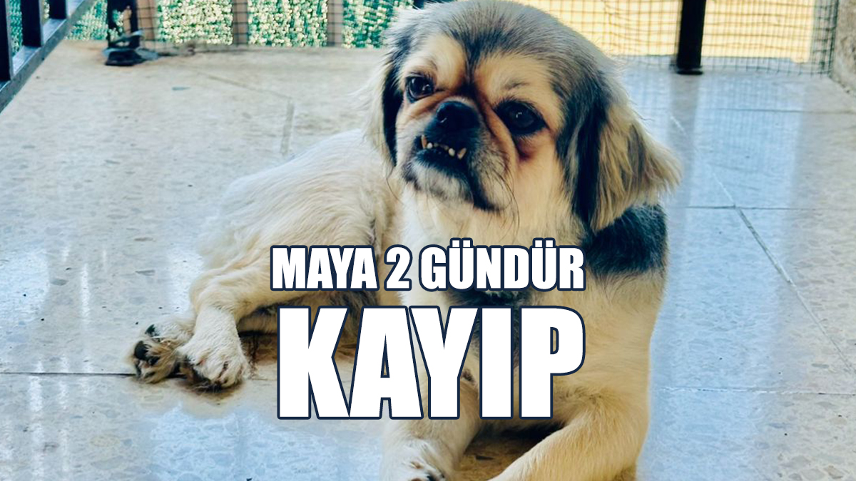 Kayıp Köpek 'Maya’ Her Yerde Aranıyor!