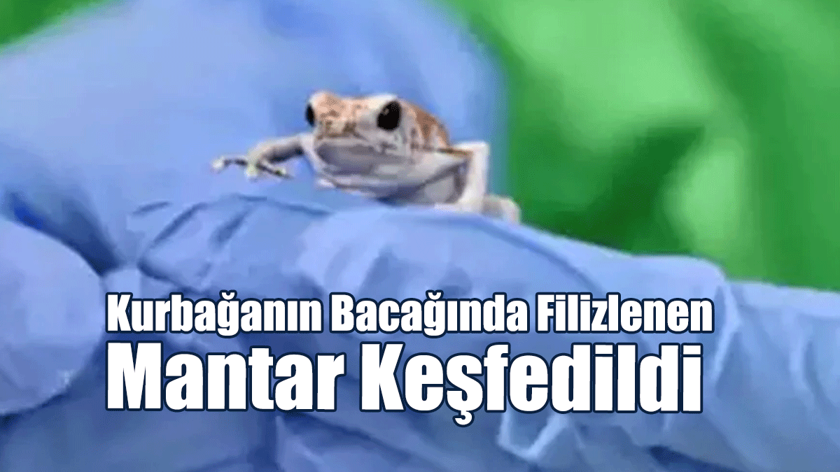 Bilim İnsanları Kurbağanın Bacağında Filizlenen Mantar Keşfetti