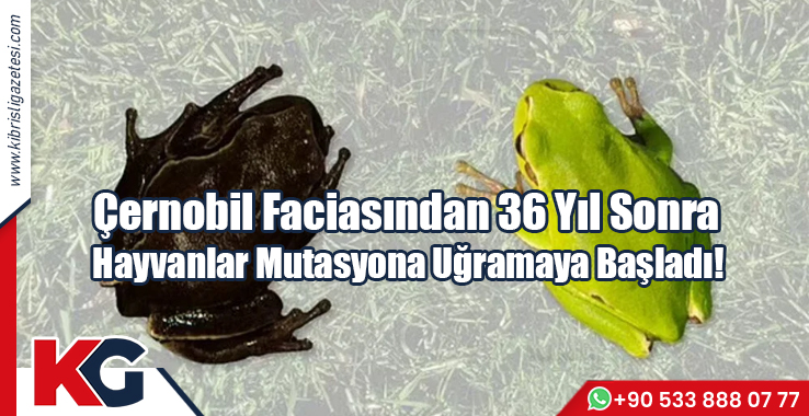 Çernobil Faciasından 36 Yıl Sonra, Hayvanlar Mutasyona Uğramaya Başladı!