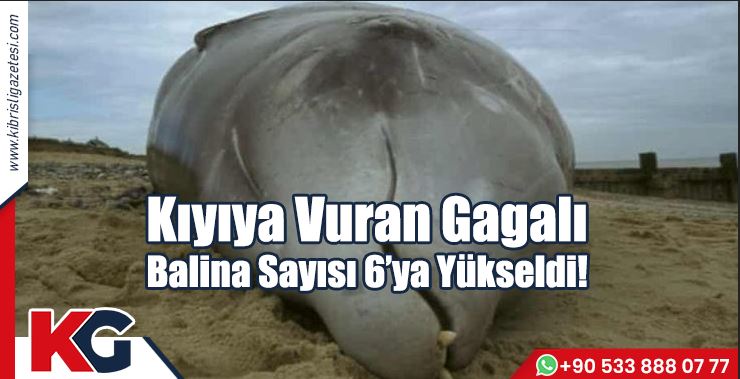 Kıyıya Vuran Gagalı Balina Sayısı 6’ya Yükseldi!