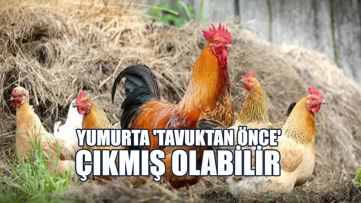 Yumurta 'Tavuktan Önce' Çıkmış Olabilir