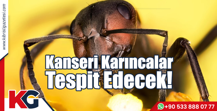 Kanseri Karıncalar Tespit Edecek!