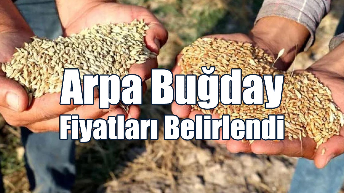 Arpa Buğday Fiyatları Belirlendi