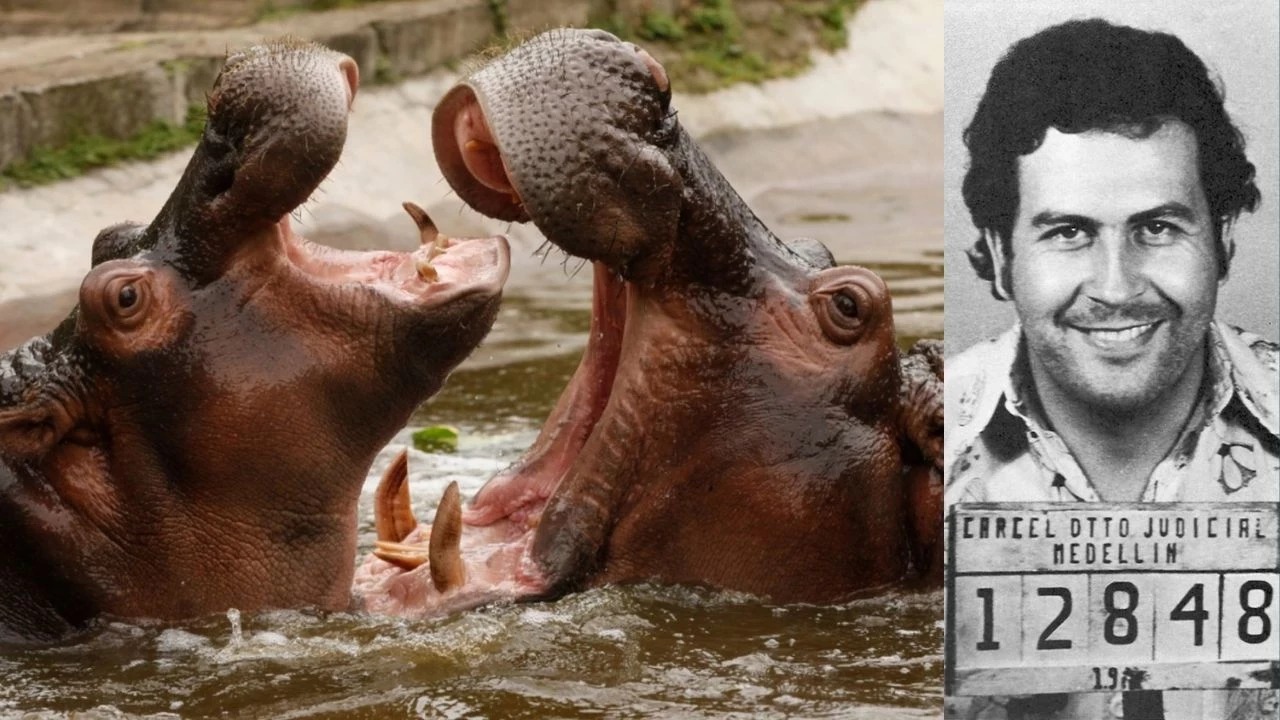 Escobar'ın su aygırlarını öldürecekler