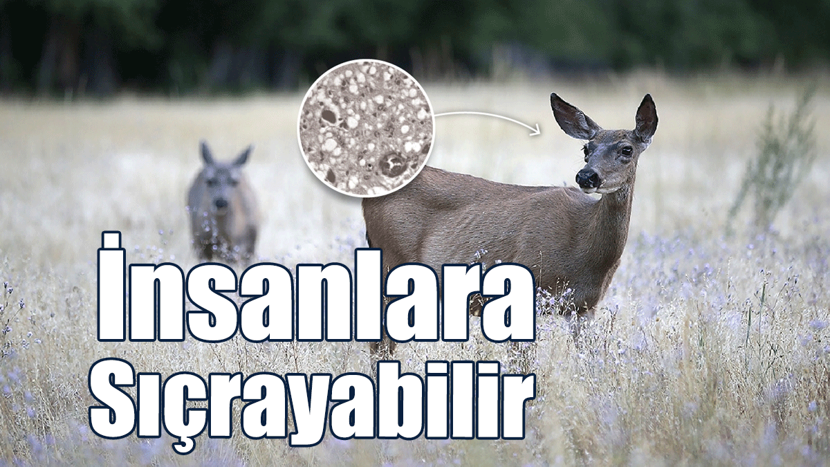 Bilim İnsanlarından ''Zombi Geyik Hastalığı'' Uyarısı