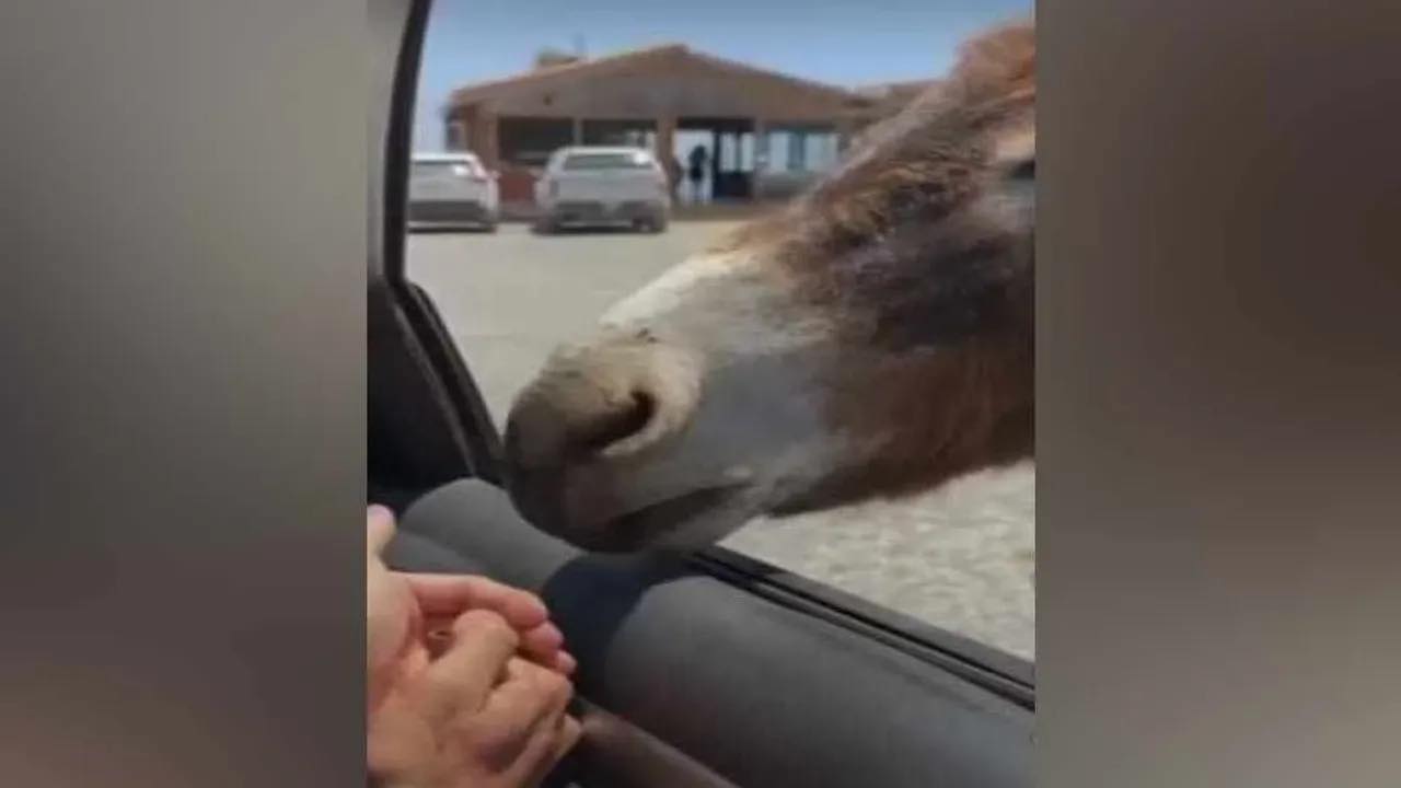 Tarım Bakanlığı: Hayvanlara uyuşturucu veya kimyasal madde vermek yasaktır