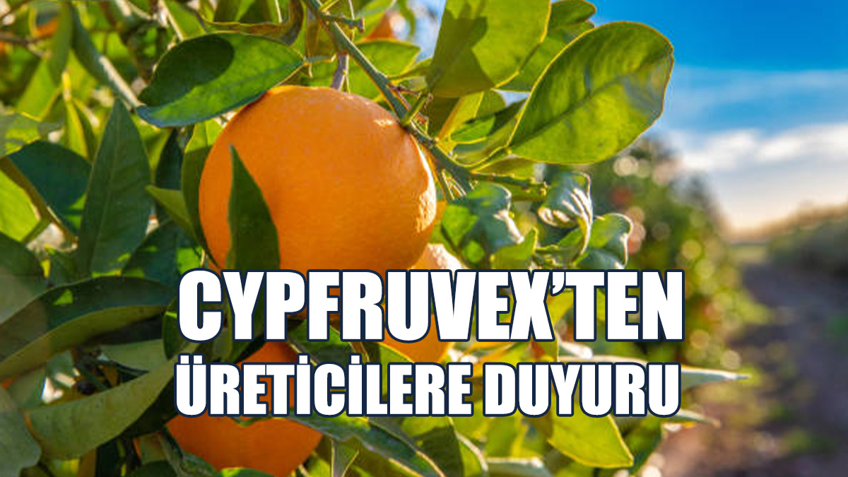 Cypfruvex’ten Narenciye Üreticilerine Duyuru