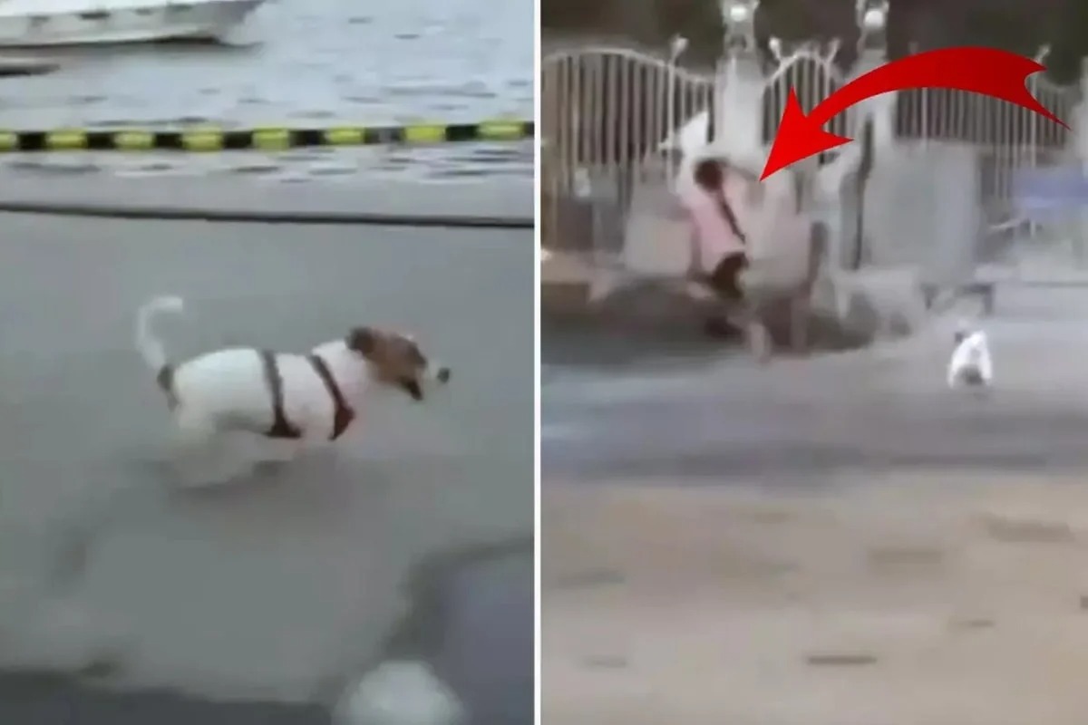 Erol Köse'nin kızı Dijan Köse'den skandal kahkaha