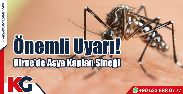 Önemli Uyarı! Girne'de Asya Kaplan Sineği