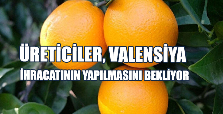Üreticiler, Valensiya İhracatının Süratle Yapılmasını Bekliyor