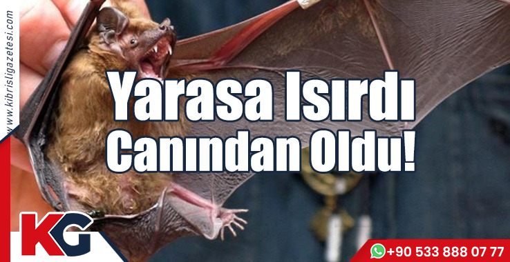 Yarasa Isırdı Canından Oldu!