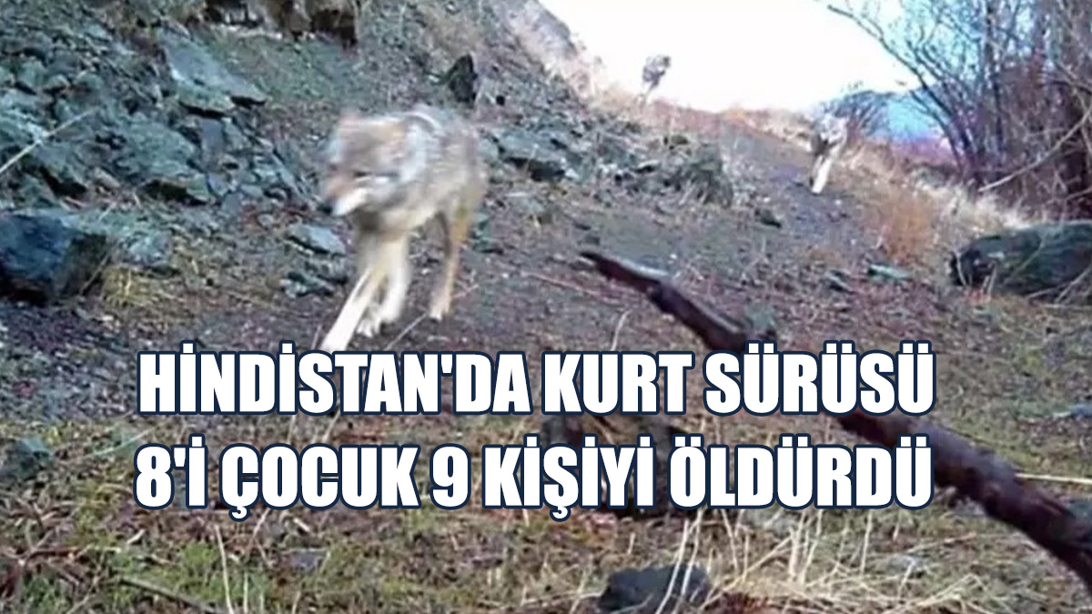 Hindistan'ın Uttar Pradesh Eyaletine Kurt Sürüsü Dadandı