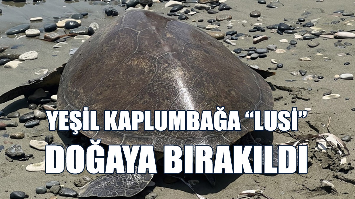 Güney’de Bitkin Halde Bulunan Yeşil Kaplumbağa Doğaya Bırakıldı