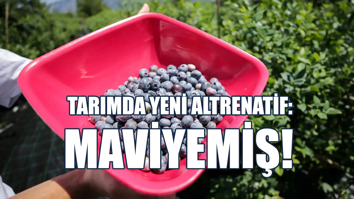 Maviyemiş İçin Deneme Parseli Kurulacak