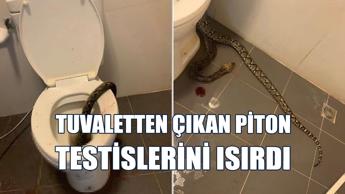 Tuvaletten Çıkan 3,5 Metrelik Piton Testislerini Isırdı