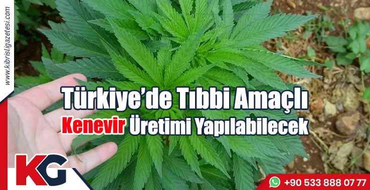 Türkiye’de Tıbbi Amaçlı Kenevir Üretimi Yapılabilecek