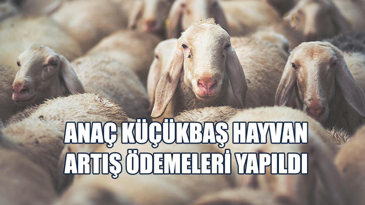 2 Bin 227 Küçükbaş Hayvan Yetiştiricisine Ödeme Yapıldı