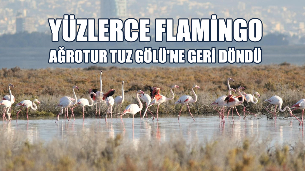 "Flamingoların Sayısı Arttı"