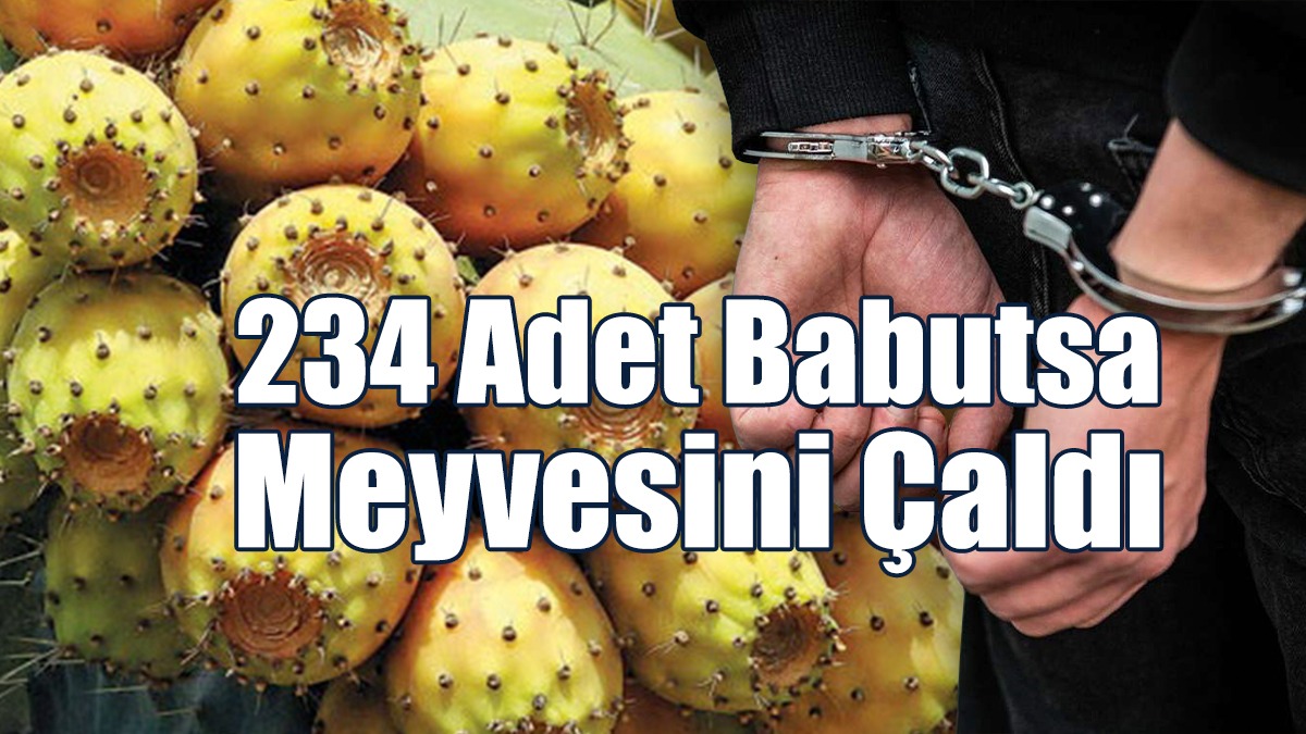 234 Adet Babutsa Meyvesini Çaldı
