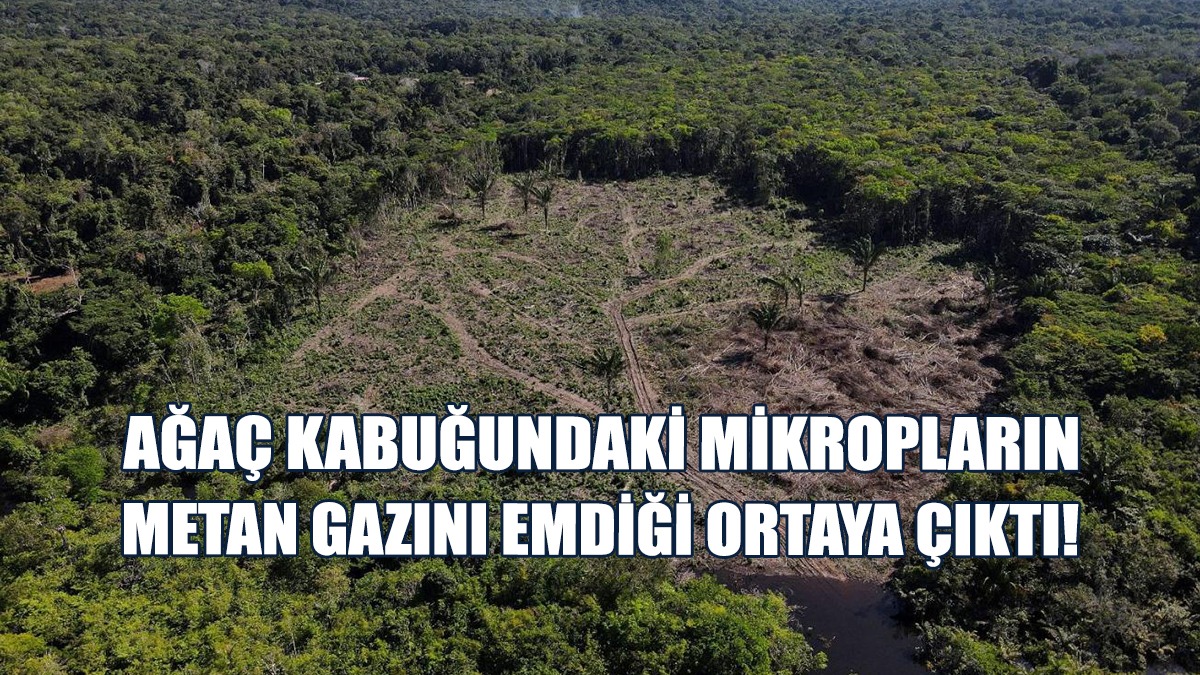 Ağaç Kabuğundaki Mikropların, Metan Gazını Emdiği Ortaya Çıktı!