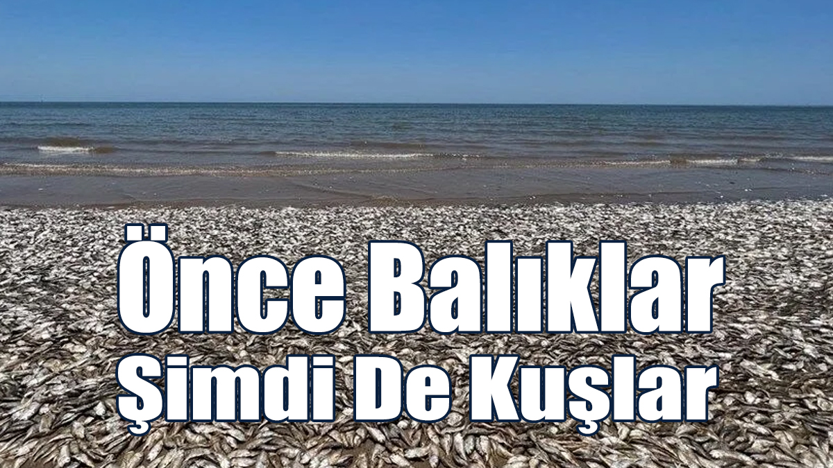Hava Sıcaklıkları Binlerce Hayvanı Öldürüyor