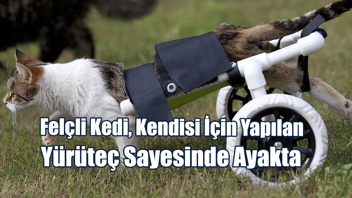Felçli Kedi, Kendisi İçin Yapılan Yürüteç Sayesinde Ayakta