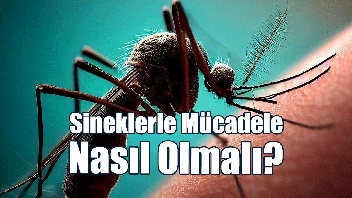 Sineklerle Mücadele Nasıl Olmalı?