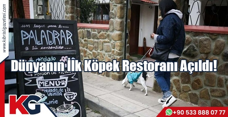Dünyanın İlk Köpek Restoranı Açıldı!