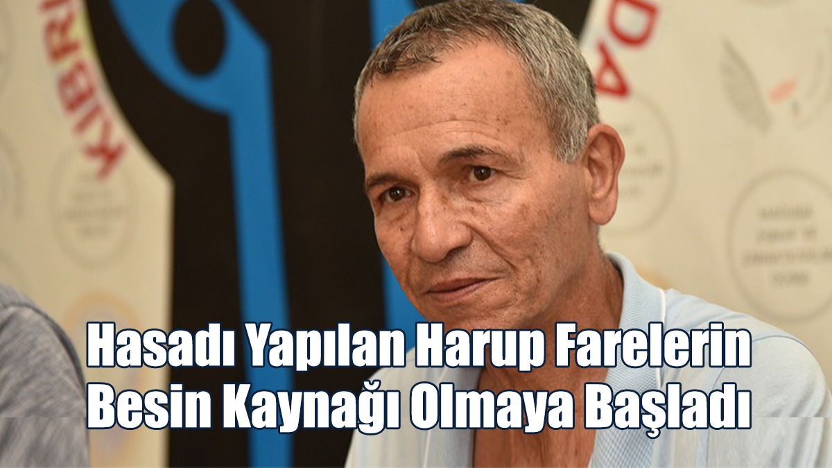 Tulga: Hasadı Yapılan Harup Farelerin Besin Kaynağı Olmaya Başladı