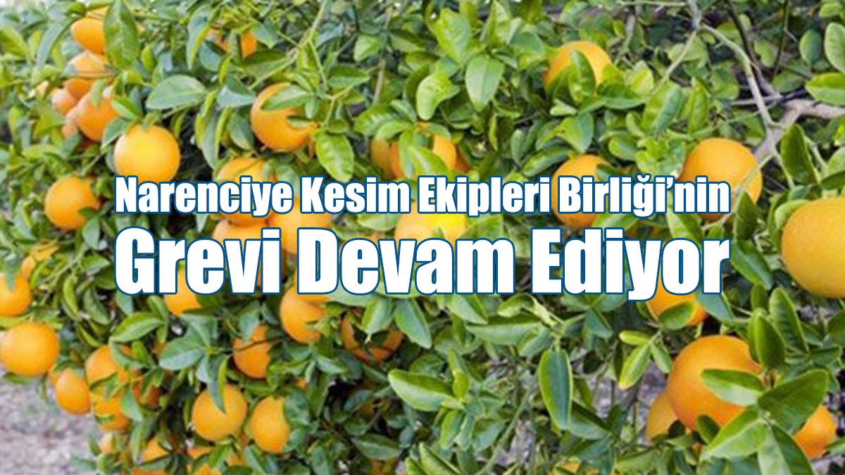 Narenciye Kesim Ekipleri Birliği’nin Grevi Devam Ediyor