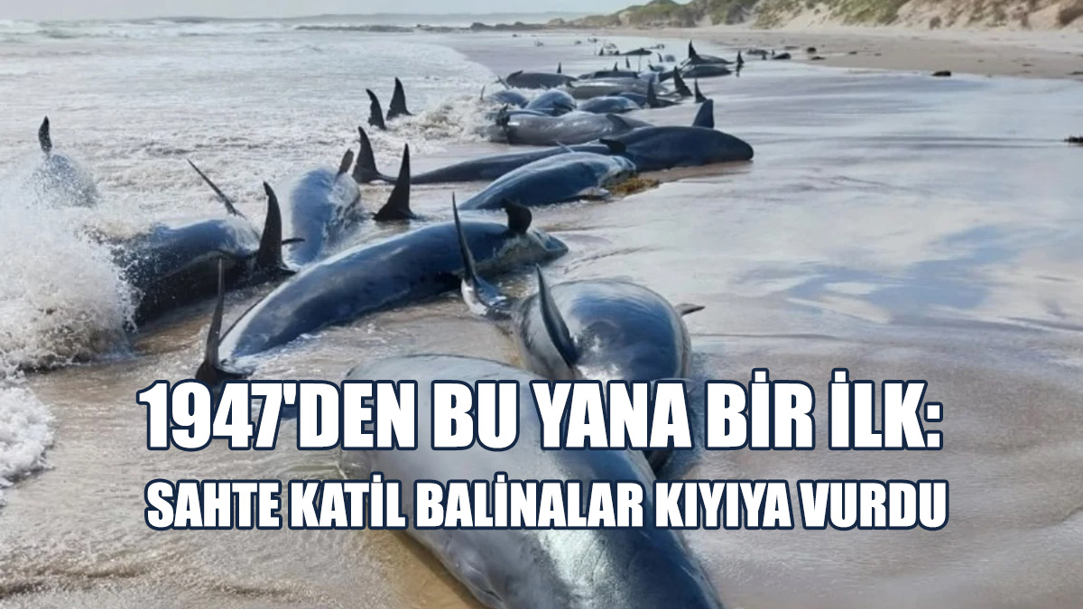 Karaya Vuran Balina Sayısı 150'den Fazla