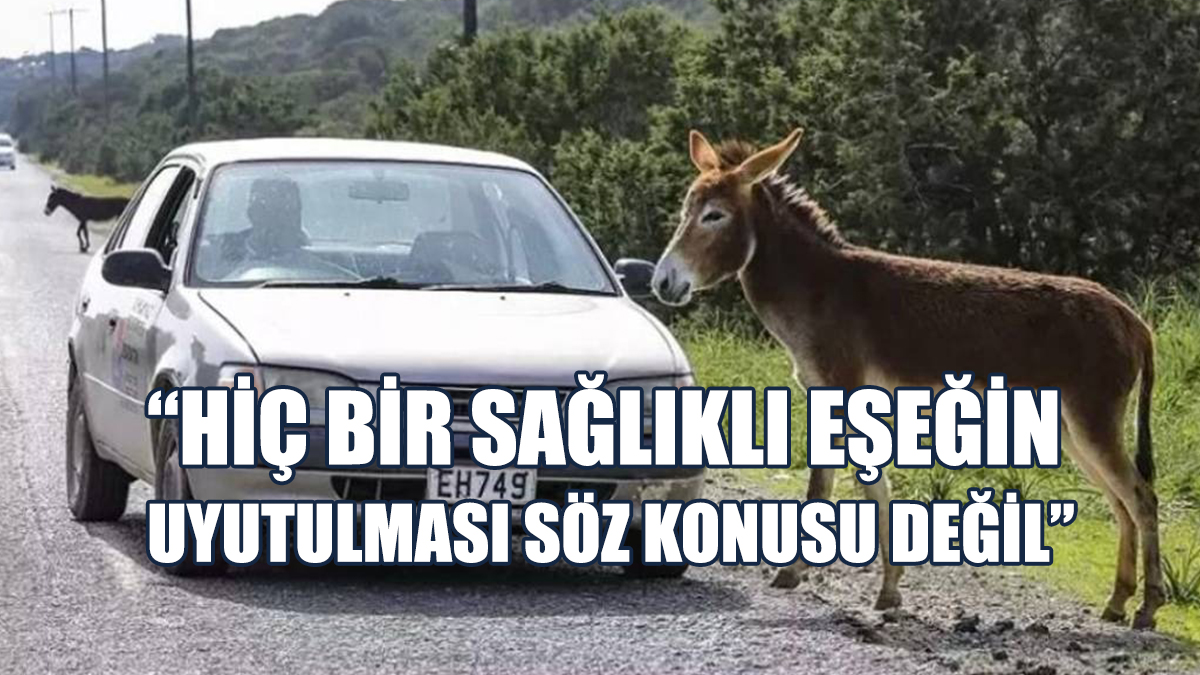 Türkiye’den KKTC’ye Sürüklenen “Eşek” Tartışması: Kimsenin Böyle Bir Talebi Yok!
