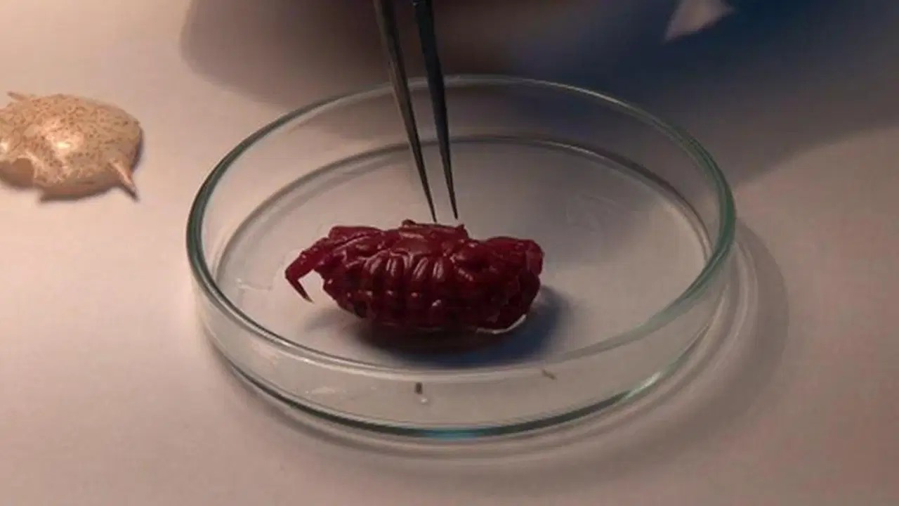 Akdeniz kıyılarında ilk kez görüldü: 2 santimetre büyüklüğünde...