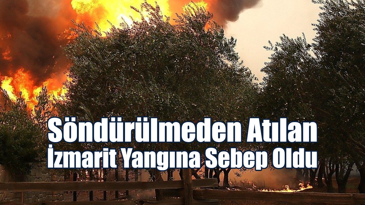 Onlarca Zeytin ve Meyve Ağacı Yandı!