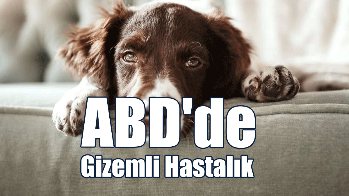 Köpekler Arasında Yayılıyor!
