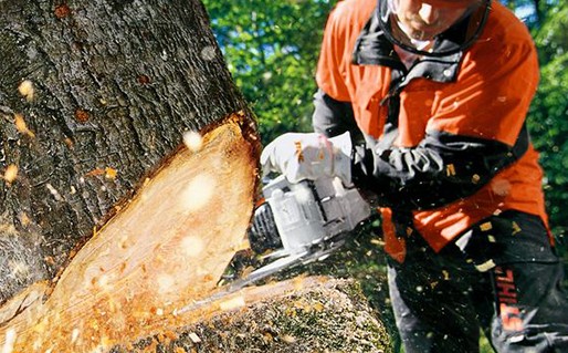 Mersinlik’te ağaç kesimi ve hırsızlık: 2 kişi tutuklandı