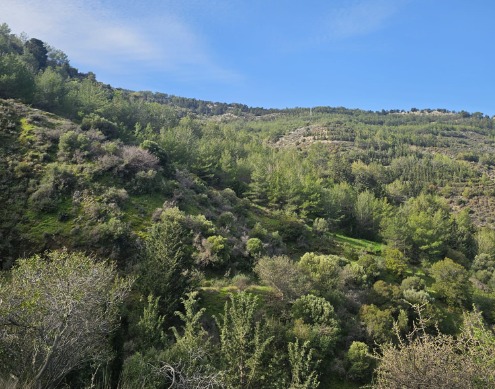 Yürüyüş gruplarından ortak basın açıklaması: Ormanlar hepimizindir